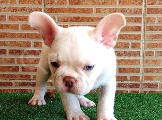 Efsane Güzellikte French Bulldog Platinyum Erkek Yavru görsel