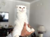 Silver Scottish Fold Oglumuz