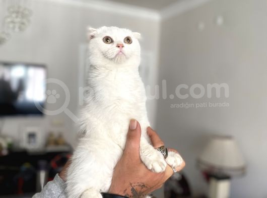 Silver Scottish Fold Oglumuz görsel