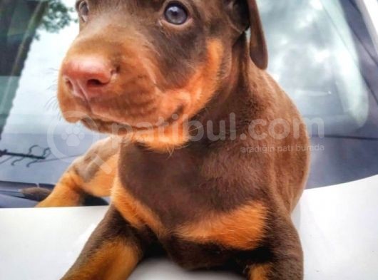 İri Kemikli Doberman Yavrular görsel