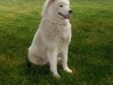 Kar Topu Samoyed Yavruları