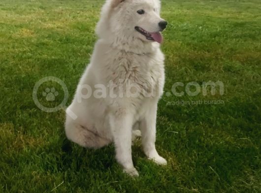 Kar Topu Samoyed Yavruları görsel