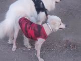 Kar Topu Samoyed Yavruları