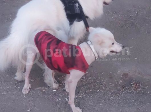 Kar Topu Samoyed Yavruları görsel