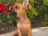 MİNİ BOY CHİHUAHUA DİŞİ YAVRU