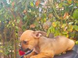 Mi̇ni̇ Boy Chi̇huahua Di̇şi̇ Yavru