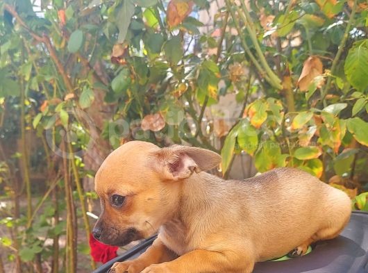 Mi̇ni̇ Boy Chi̇huahua Di̇şi̇ Yavru görsel