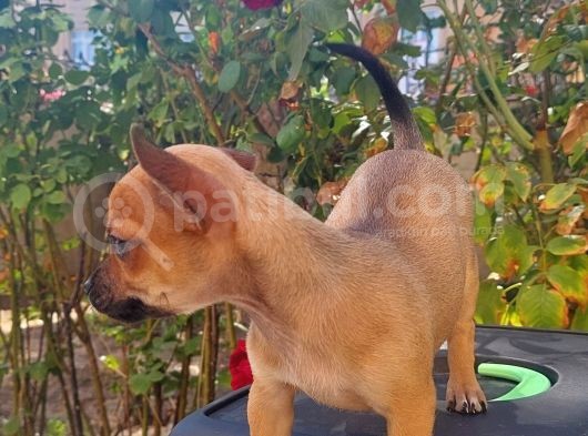 Mi̇ni̇ Boy Chi̇huahua Di̇şi̇ Yavru görsel