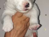 Kar Topu Samoyed Yavruları