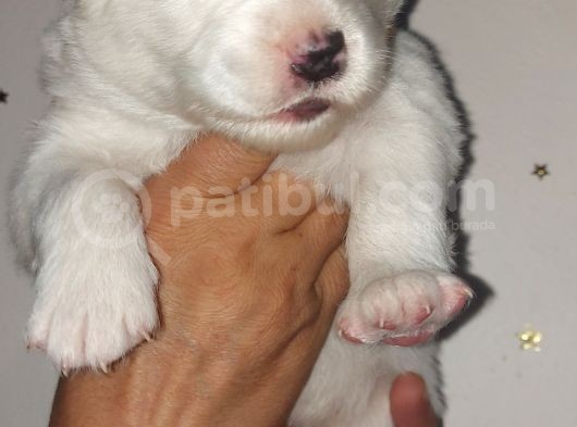 Kar Topu Samoyed Yavruları görsel