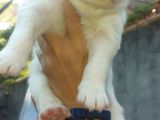 Kar Topu Samoyed Yavruları