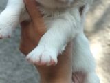Kar Topu Samoyed Yavruları