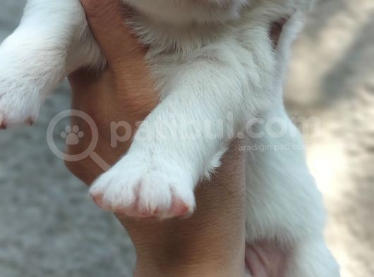 Kar Topu Samoyed Yavruları görsel