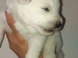 Kar Topu Samoyed Yavruları