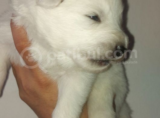 Kar Topu Samoyed Yavruları görsel