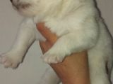 Kar Topu Samoyed Yavruları