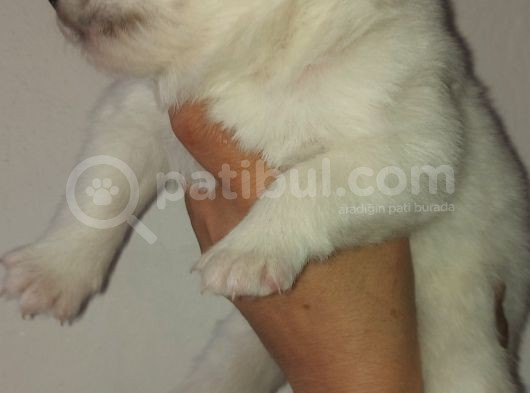 Kar Topu Samoyed Yavruları görsel