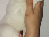 Kar Topu Samoyed Yavruları