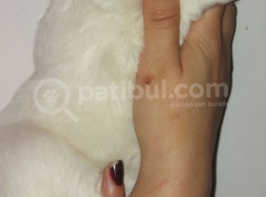 Kar Topu Samoyed Yavruları görsel