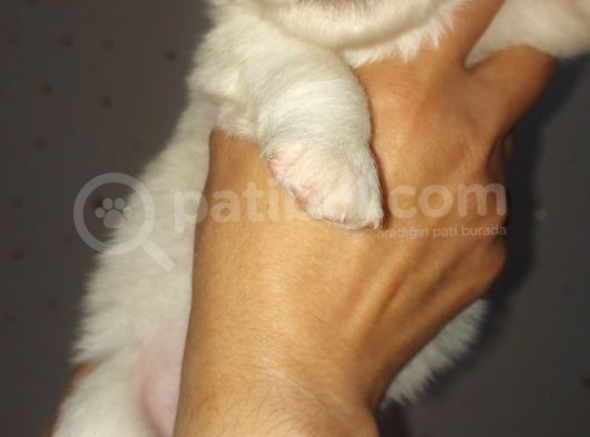 Kar Topu Samoyed Yavruları