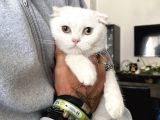 Silver Scottish Fold Oglumuz
