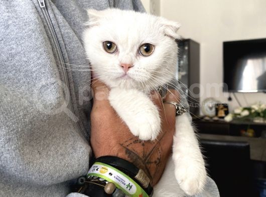 Silver Scottish Fold Oglumuz görsel