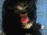 Siyah Poodle Yavrum Yuvasını Arıyor