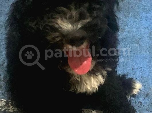 Siyah Poodle Yavrum Yuvasını Arıyor