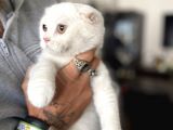 Silver Scottish Fold Oglumuz