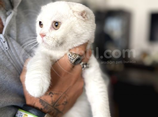 Silver Scottish Fold Oglumuz görsel