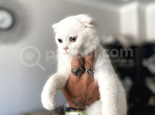 Silver Scottish Fold Oglumuz görsel