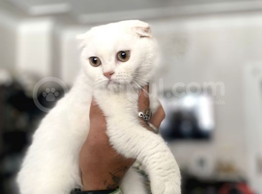 Silver Scottish Fold Oglumuz görsel