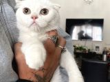 Silver Scottish Fold Oglumuz