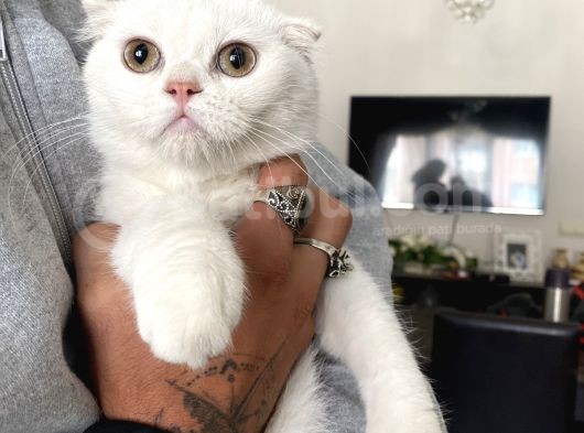 Silver Scottish Fold Oglumuz görsel