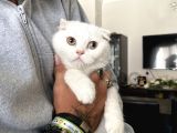 Silver Scottish Fold Oglumuz