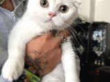 Silver scottish fold oglumuz