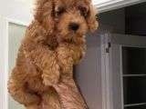 Süper Red Poodle Yavrular