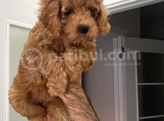Süper Red Poodle Yavrular görsel