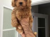 Süper Red Poodle Yavrular