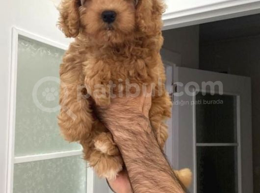 Süper Red Poodle Yavrular