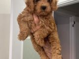 Süper Red Poodle Yavrular