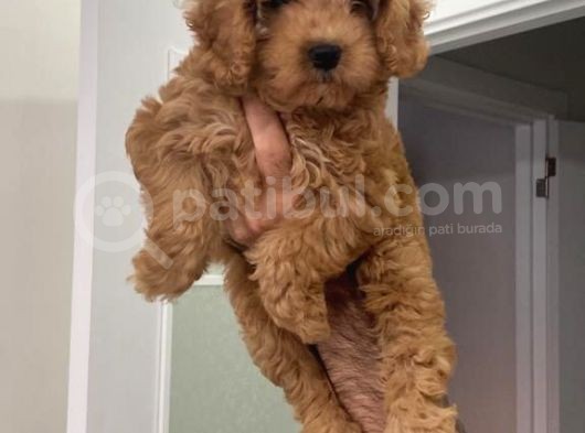 Süper Red Poodle Yavrular görsel