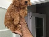 Süper Red Poodle Yavrular