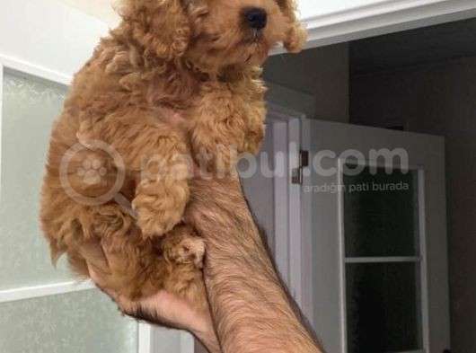 Süper Red Poodle Yavrular görsel