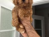 Süper Red Poodle Yavrular