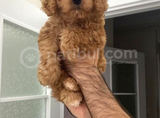 Süper Red Poodle Yavrular görsel