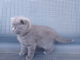 British Shorthair Gri Renk Yavrularımız