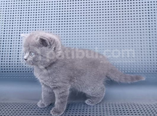 British Shorthair Gri Renk Yavrularımız görsel
