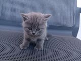 British Shorthair Gri Renk Yavrularımız