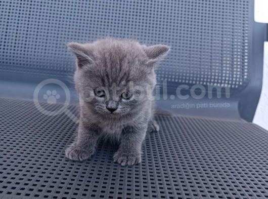 British Shorthair Gri Renk Yavrularımız görsel